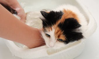 猫用ハーネスのおすすめ18選 付け方が簡単で抜けない人気商品を大公開 Smartlog
