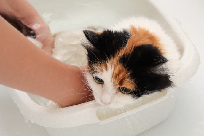 猫にシャンプーは必要 猫ちゃんにおすすめの商品や洗うコツも徹底解説 Smartlog 猫にシャンプーは必要 猫ちゃんにおすすめの商品や洗うコツも徹底解説 Smartlog