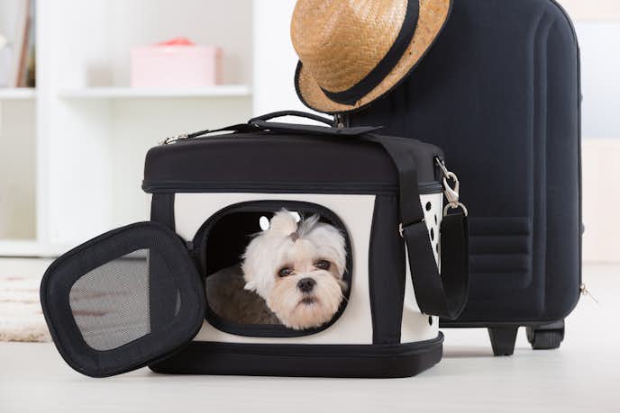 犬用キャリーバッグのおすすめ選 電車や車 散歩など愛犬とのお出かけに Smartlog