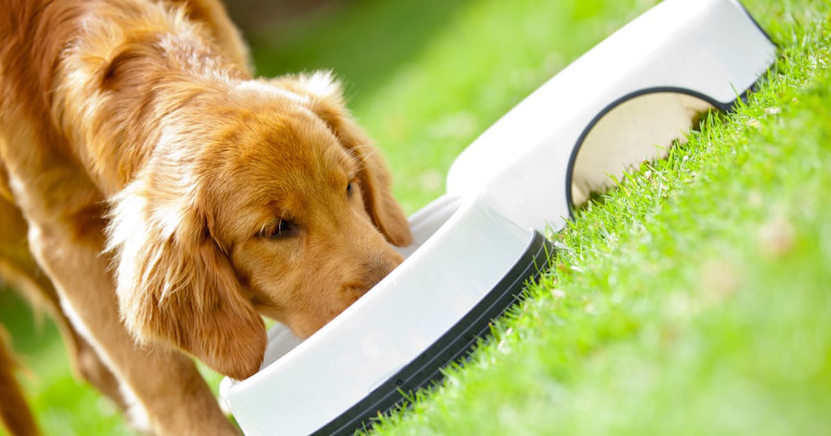 魚ベースのドッグフードのおすすめ特集 健康に良くて安全な人気の餌を徹底比較 Smartlog 魚ベースのドッグフードのおすすめ特集 健康に良くて安全な人気の餌を徹底比較 Smartlog