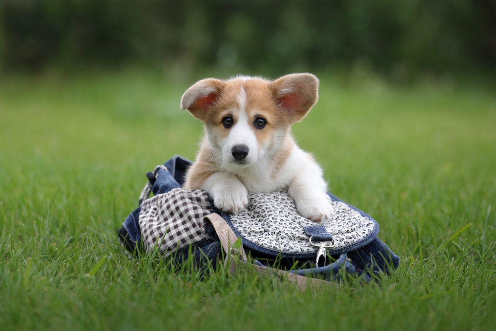 犬用リュックのおすすめ9選｜遠出の時に負担が少ないペットキャリーも紹介！ | セレクト by Smartlog