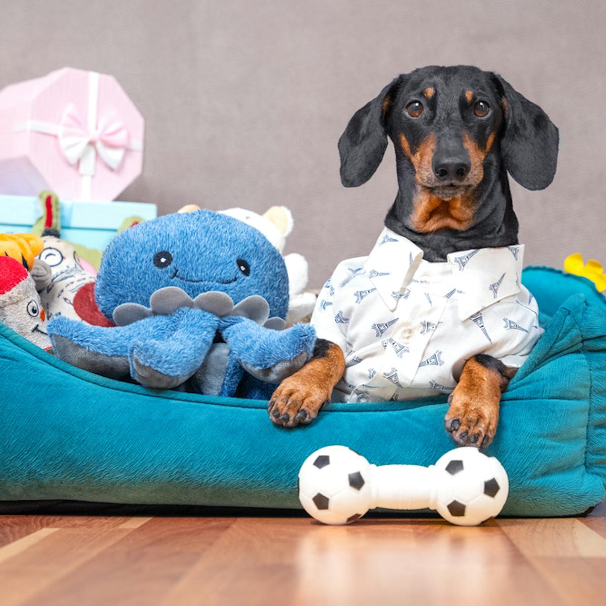 犬用おもちゃのおすすめ15選 丈夫で壊れない人気のペット玩具を大公開 セレクト 犬用おもちゃのおすすめ15選 丈夫で壊れない人気のペット玩具を大公開 セレクト