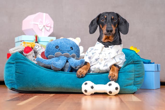 犬用おもちゃのおすすめ15選 丈夫で壊れない人気のペット玩具を大公開 Smartlog