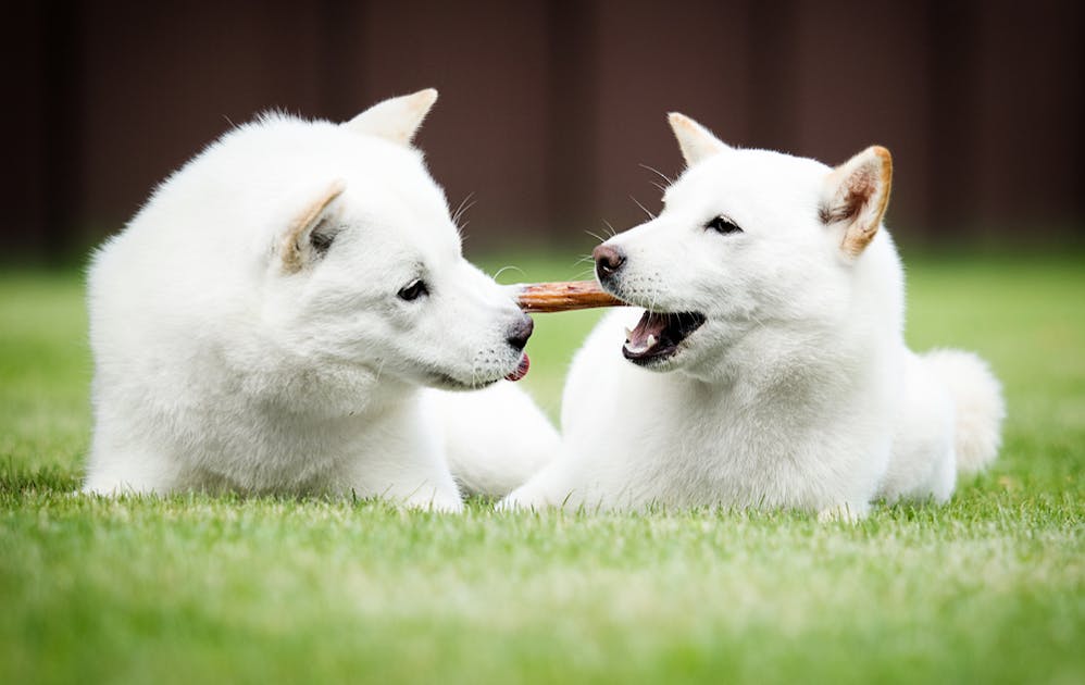 犬用おやつのおすすめ15選 ワンちゃんが喜ぶ食いつき抜群の人気商品を大公開 Smartlog