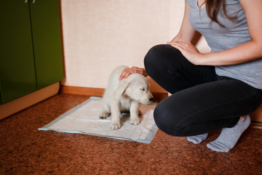 犬用トイレトレーのおすすめ14選｜ワンちゃんのしつけに必要な人気商品を解説！ | Smartlog