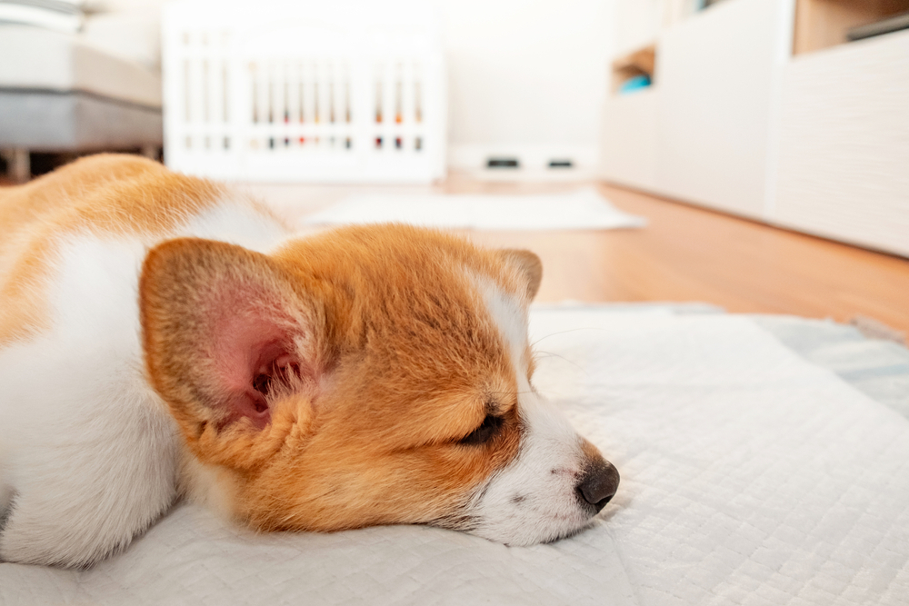 犬用トイレシート(ペットシーツ)のおすすめ集｜吸水力・耐久性抜群の