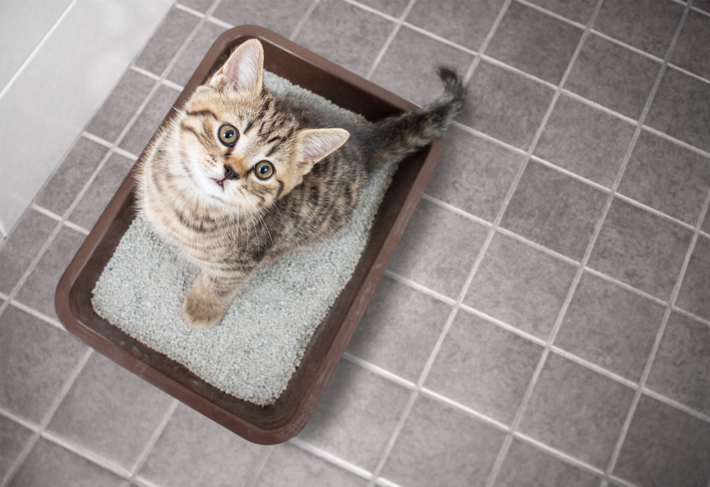 猫用トイレのおすすめ20選｜掃除が簡単で臭わない人気のペット 