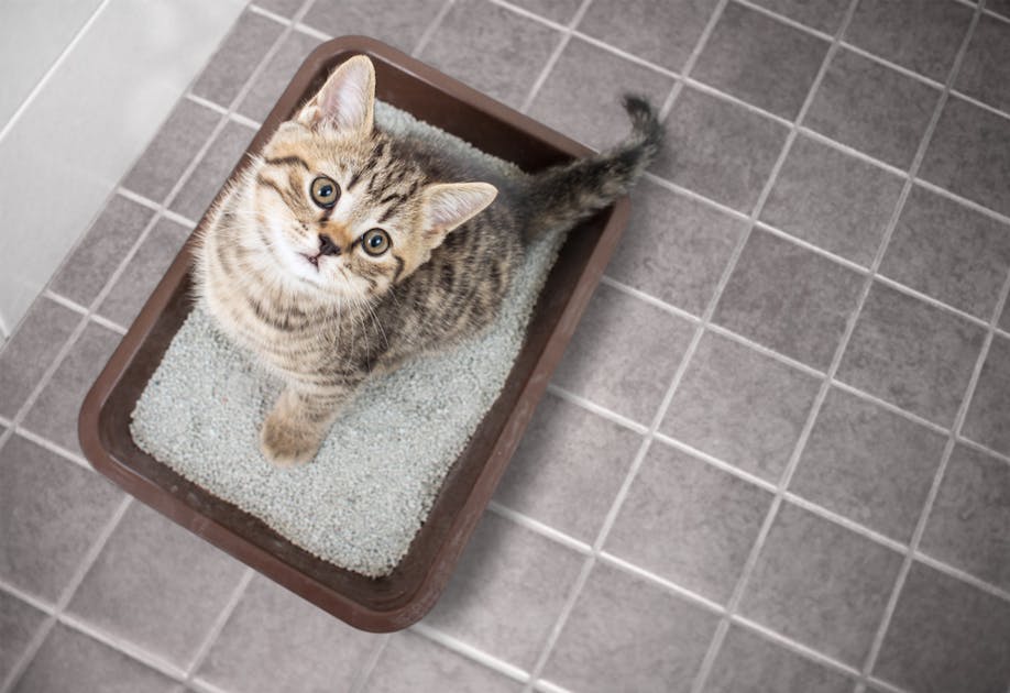 猫用トイレのおすすめ選 掃除が簡単で臭わない人気のペットトイレを大特集 Smartlog