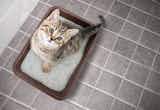猫用トイレのおすすめ20選｜掃除が簡単で臭わない人気のペットトイレを大特集