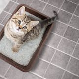 猫用トイレのおすすめ20選｜掃除が簡単で臭...
