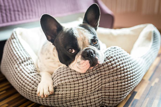 洗える犬ベッドのおすすめ10選 いつでも清潔な状態を保てる人気商品を大公開 セレクト