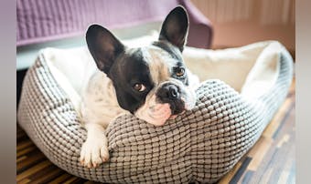 洗える犬ベッドのおすすめ10選|い...