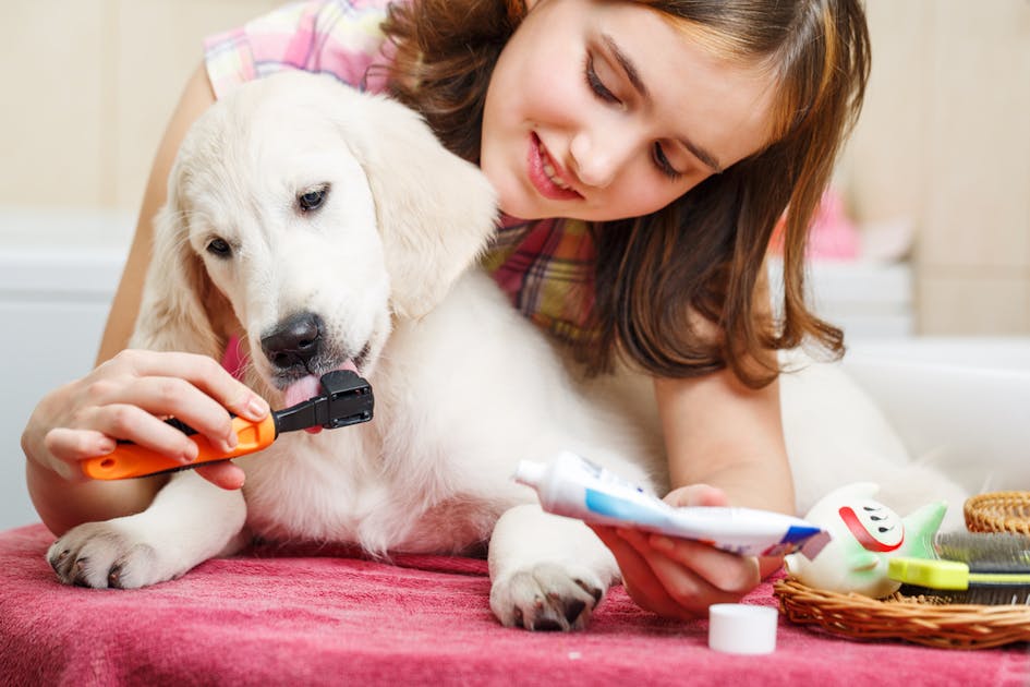 犬用口臭ケアグッズのおすすめ集 ワンちゃんのお口の臭いを消す人気商品をご紹介 セレクト