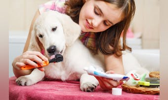 犬用口臭ケアグッズのおすすめ集。ワ...
