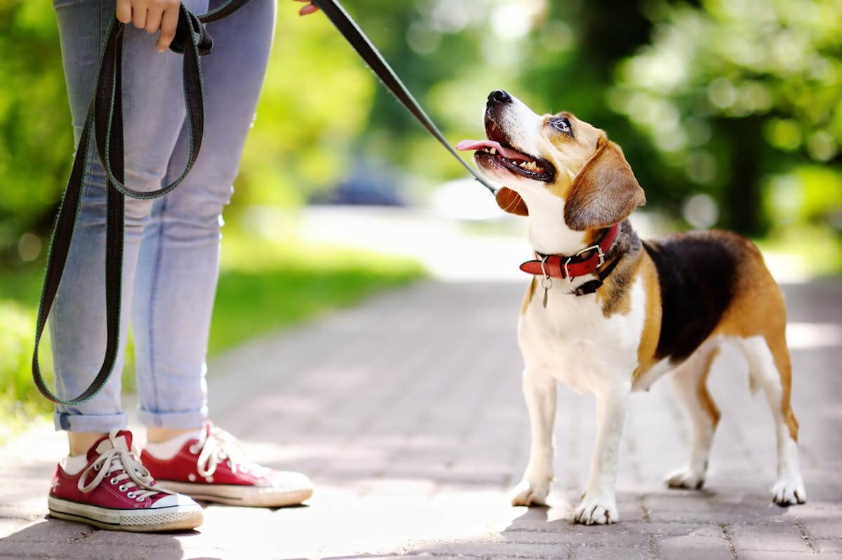 犬用首輪のおすすめ15選 おしゃれで首に負担がかからない安全な人気商品を解説 セレクト