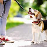 犬用首輪のおすすめ17選。おしゃれで首に負担がかからない安全な人気商品を解説!