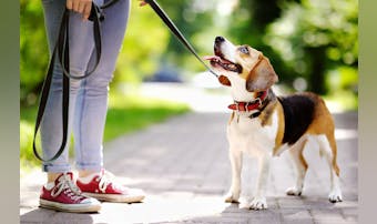 犬用首輪のおすすめ15選｜おしゃれで首に負担がかからない安全な人気商品を解説！