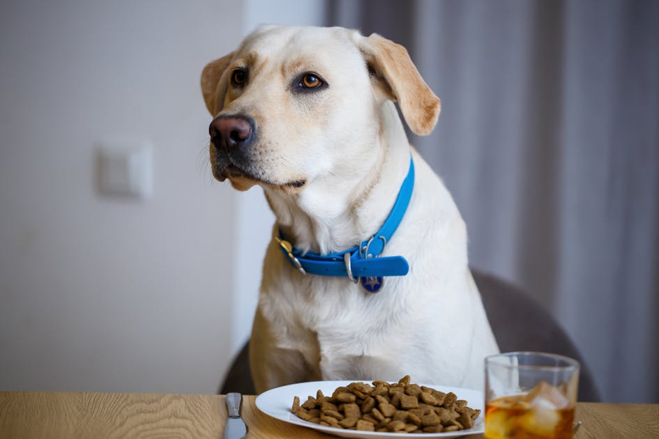 大型犬向けドッグフードのおすすめ10選 コスパ抜群と評判の人気フードを解説 Smartlog