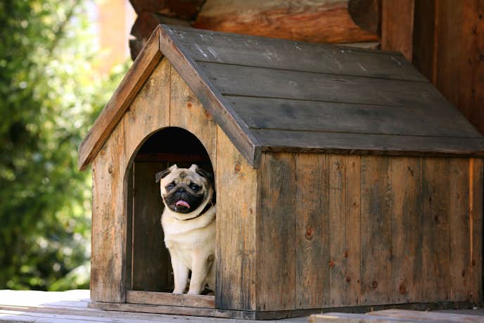 屋外用 犬小屋のおすすめ12選 おしゃれで過ごしやすいワンちゃんのお家を大公開 Smartlog