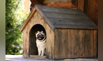 【屋外用】犬小屋のおすすめ12選｜おしゃれで過ごしやすいワンちゃんのお家を大公開