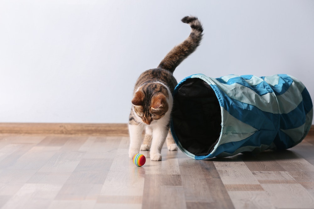 猫用おもちゃのおすすめ27選｜猫ちゃんが飽きない人気のペット玩具を大公開！ | Smartlog