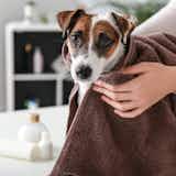 犬用シャンプーのおすすめ15選｜汚れや臭いをしっかり落とせる人気商品とは？