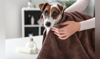 犬用シャンプーのおすすめ15選｜汚れや臭いをしっかり落とせる人気商品とは？