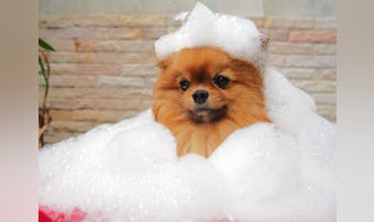 犬用オーガニックシャンプーのおすす...