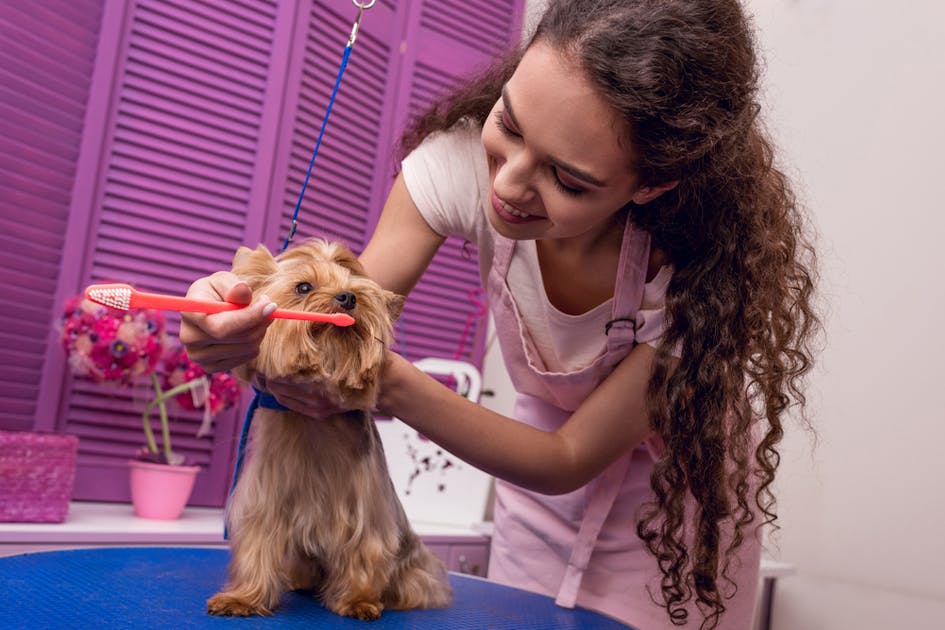 犬用歯ブラシのおすすめ15選 簡単に愛犬の歯を綺麗にできる人気商品を解説 Smartlog