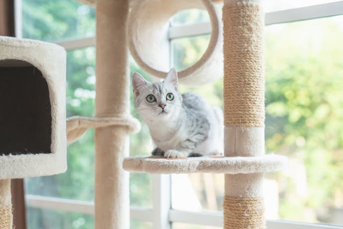 キャットタワーのおすすめ特集 猫ちゃんが大喜びする人気の猫タワーを紹介 Smartlog