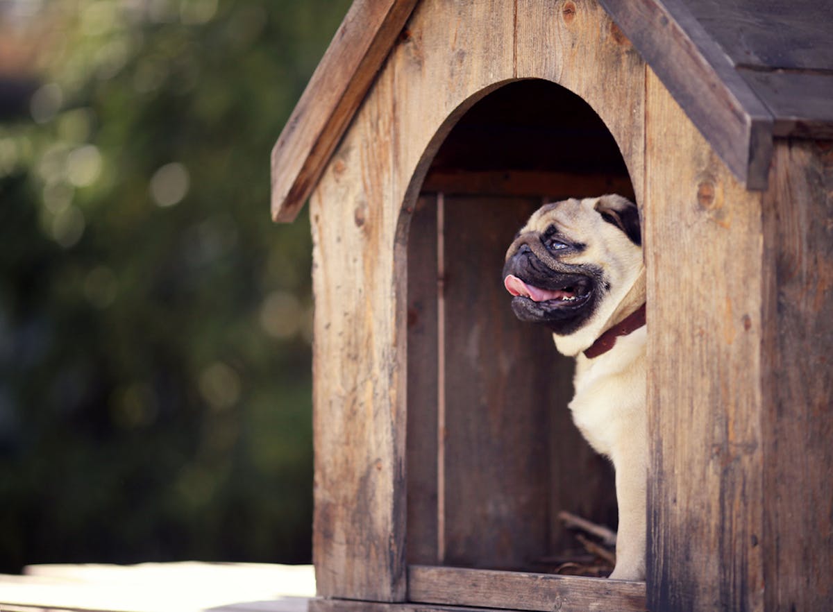 犬小屋の雨よけ8選 屋外飼いのワンちゃんが快適に過ごせるおすすめ商品とは セレクト