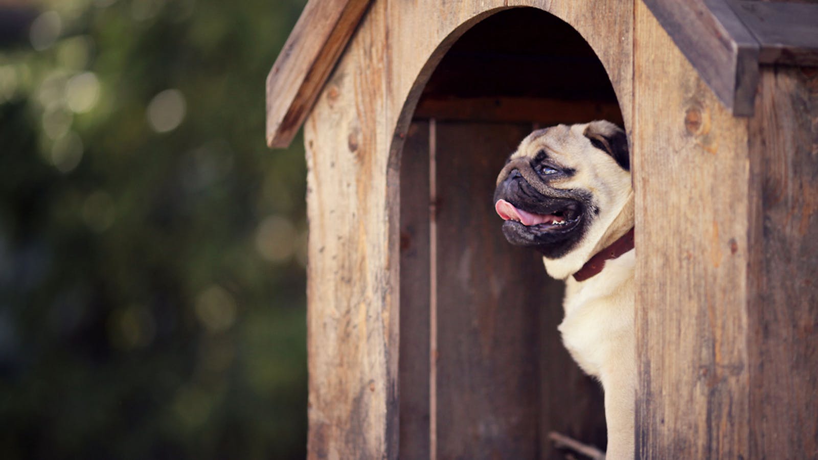 犬小屋の雨よけ8選 屋外飼いのワンちゃんが快適に過ごせるおすすめ商品とは セレクト 犬小屋の雨よけ8選 屋外飼いのワンちゃんが快適に過ごせるおすすめ商品とは セレクト