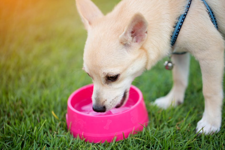犬用給水器のおすすめ18選 愛犬の水飲みに役立つ人気商品を徹底比較 Smartlog
