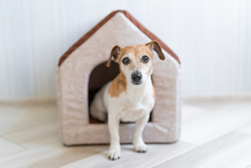 室内用】犬小屋のおすすめ集｜おしゃれで快適に過ごしやすい人気ハウスを紹介！ | セレクト