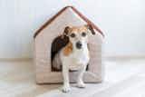 【室内用】犬小屋のおすすめ集｜おしゃれで快適に過ごしやすい人気ハウスを紹介！