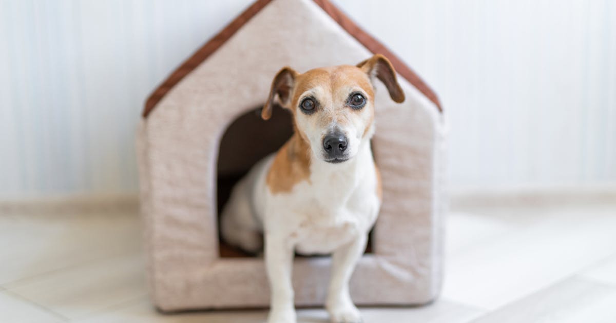 室内用 犬小屋のおすすめ集 おしゃれで快適に過ごしやすい人気ハウスを紹介 Smartlog 室内用 犬小屋のおすすめ集 おしゃれで快適に過ごしやすい人気ハウスを紹介 Smartlog