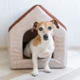 【室内用】犬小屋のおすすめ集｜おしゃれで快適に過ごしやすい人気ハウスを紹介！