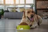 無添加ドッグフードのおすすめ集｜愛犬に安心して与えられる安全な餌を紹介！