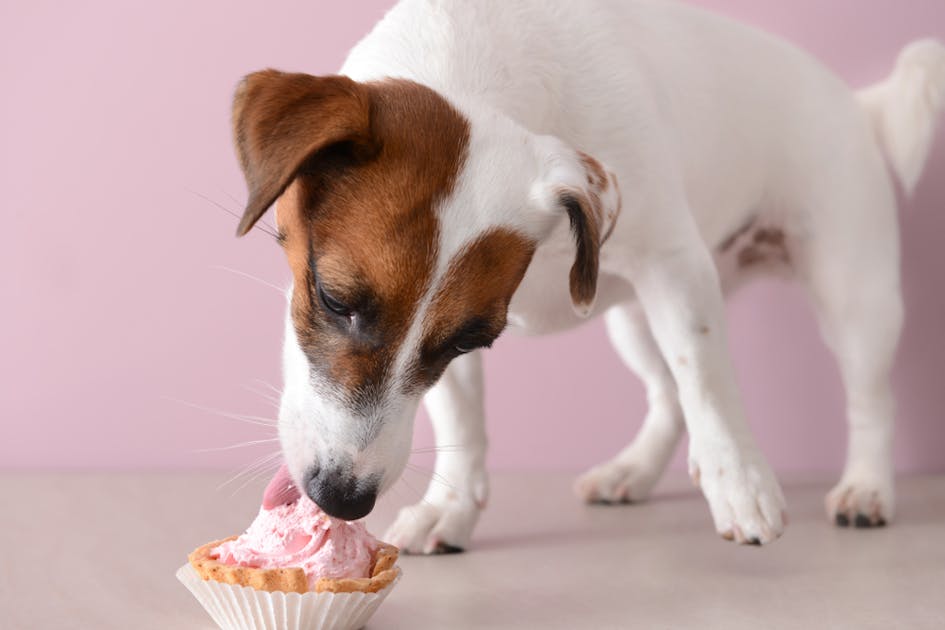 犬用ケーキのおすすめ特集 愛犬の誕生日祝いなどに人気の可愛いケーキを紹介 Smartlog