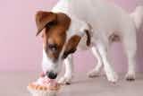 犬用ケーキのおすすめ特集｜愛犬の誕生日祝いなどに人気の可愛いケーキを紹介！