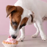 犬用ケーキのおすすめ特集｜愛犬の誕生日祝い...