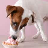 犬用ケーキのおすすめ特集｜愛犬の誕生日祝いなどに人気の可愛いケーキを紹介！