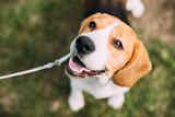 犬用リードのおすすめ20選｜愛犬との散歩で役立つ人気のペット用品を紹介！