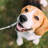 犬用リードのおすすめ20選｜愛犬との散歩で役立つ人気のペット用品を紹介！
