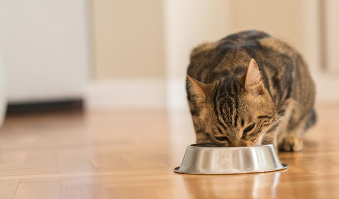 猫用ドライフードのおすすめ30選 安全で食いつきが良いカリカリ餌を徹底ガイド Smartlog 猫用ドライフードのおすすめ30選 安全で食いつきが良いカリカリ餌を徹底ガイド Smartlog