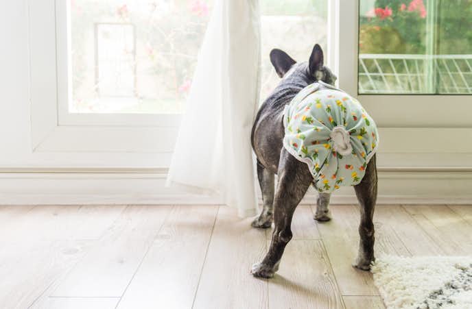 犬用オムツのおすすめ9選 排泄時や生理時などに役立つペットおむつ特集 Smartlog