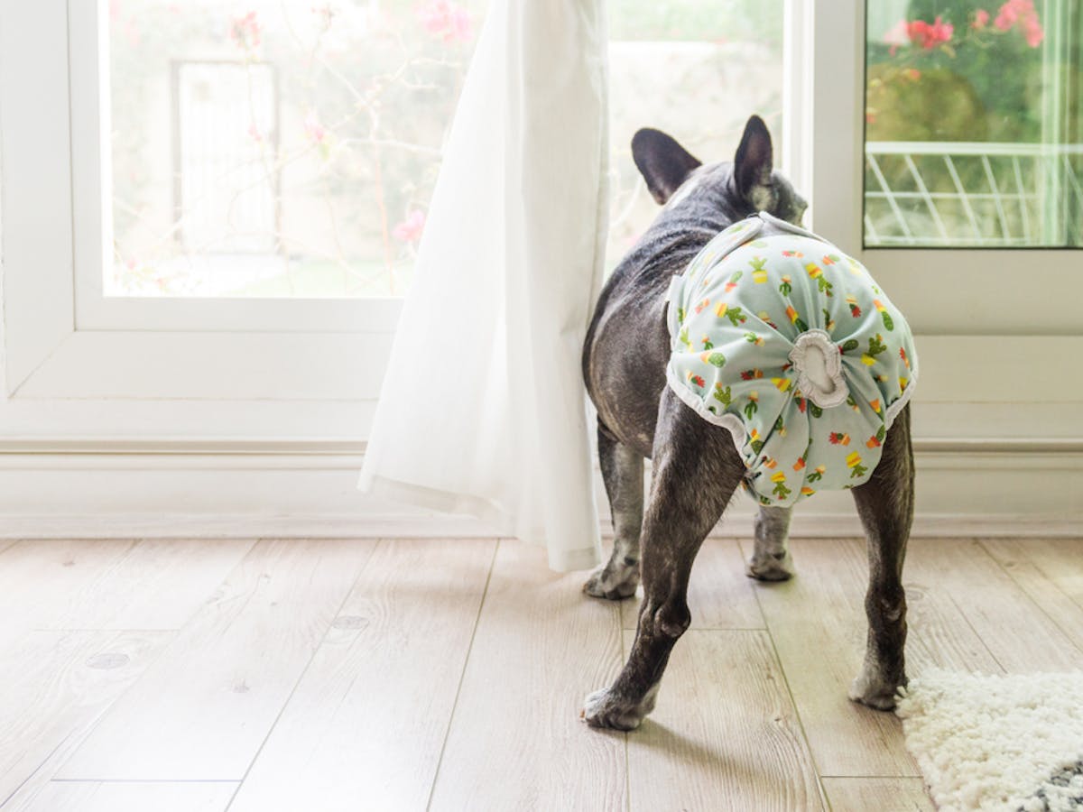 犬用オムツのおすすめ9選 排泄時や生理時などに役立つペットおむつ特集 セレクト 犬用オムツのおすすめ9選 排泄時や生理時などに役立つペットおむつ特集 セレクト