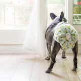 犬用オムツのおすすめ9選|排泄時や生理時などに役立つペットおむつ特集