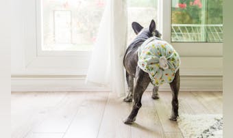 犬用オムツのおすすめ9選｜排泄時や...