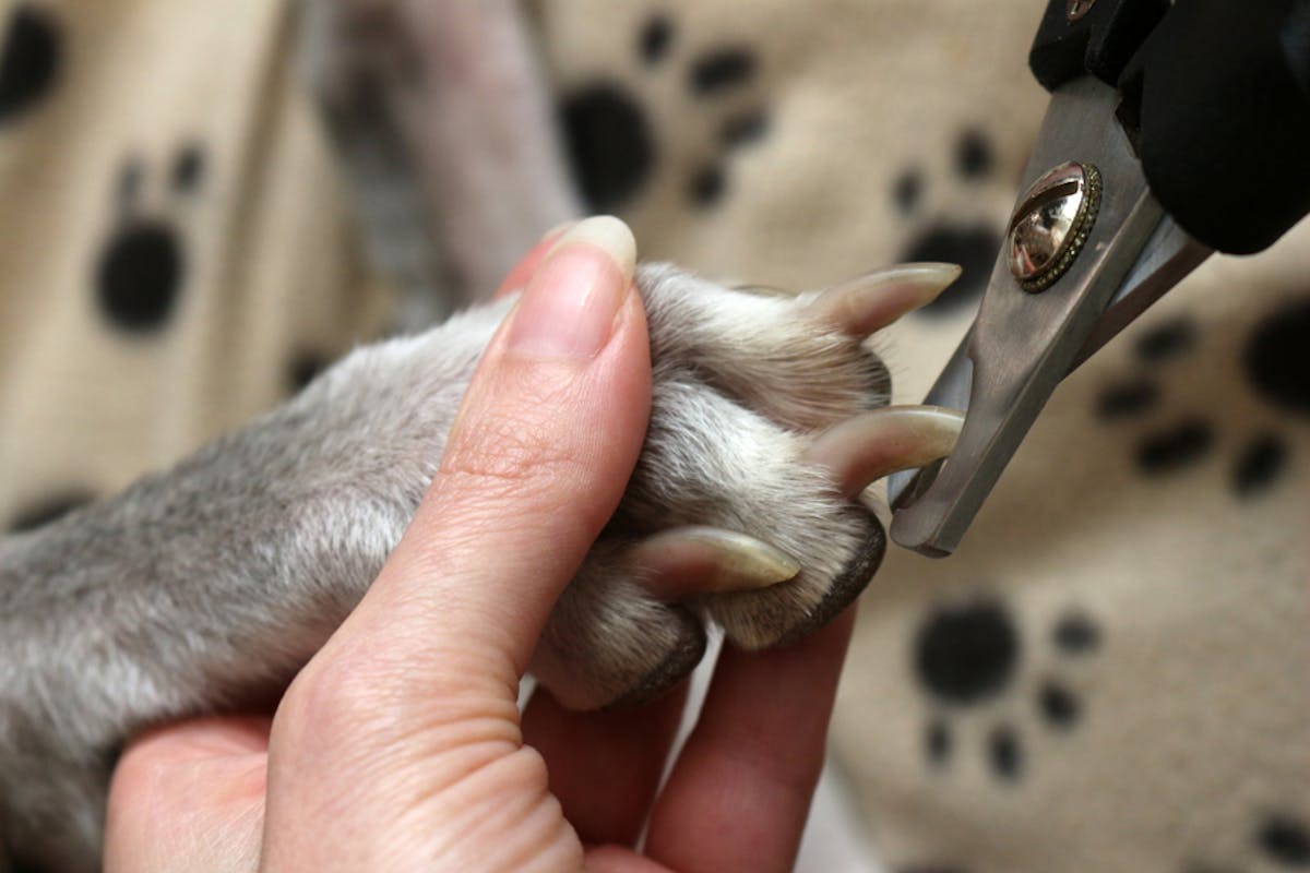 犬用爪切りのおすすめ15選 初心者でも簡単に愛犬の爪を切れる人気商品を大公開 セレクト